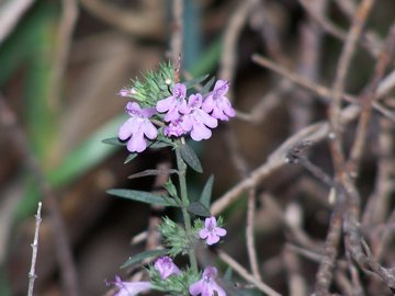 Una labiata - cfr. Micromeria graeca